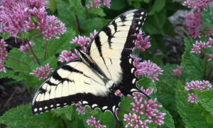 Enhancing native habitat