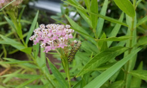 Enhancing native habitats