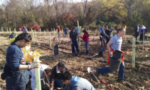 In partnership with the Chesapeake Bay Foundation, volunteers plant native saplings