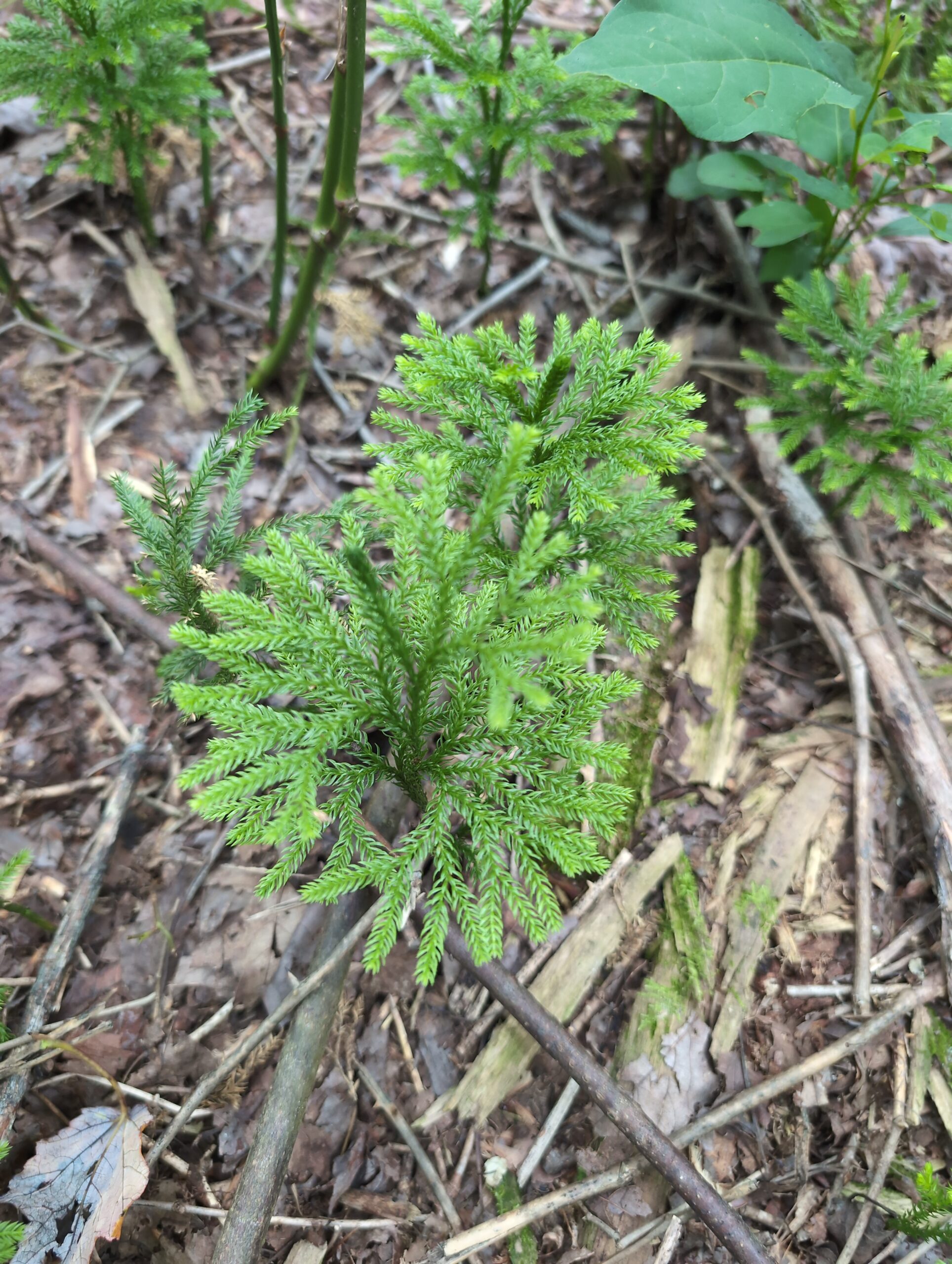 Native club moss colony
