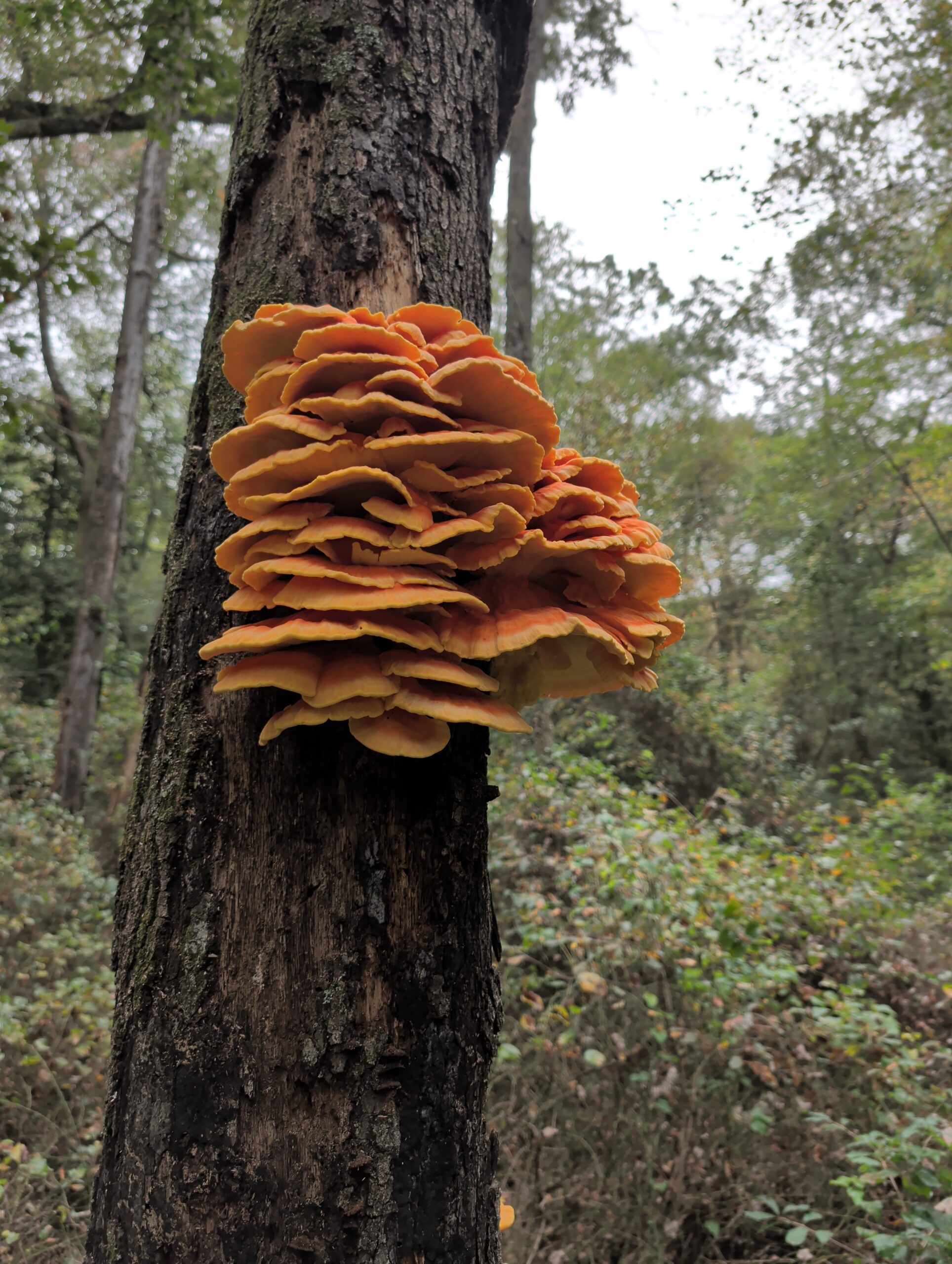 Chicken of the woods fungus on woodland tree