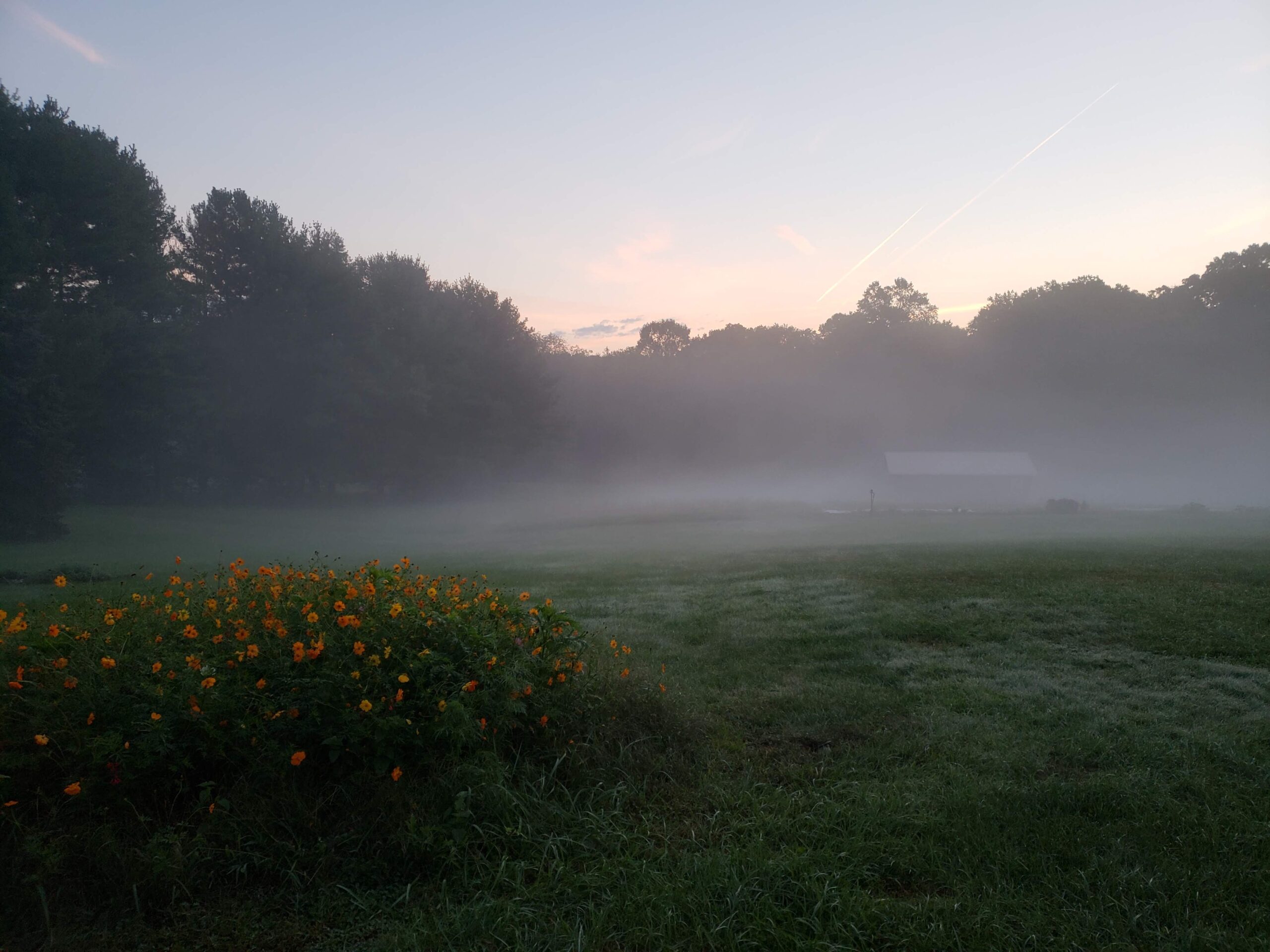 Morning fog over the meadow
