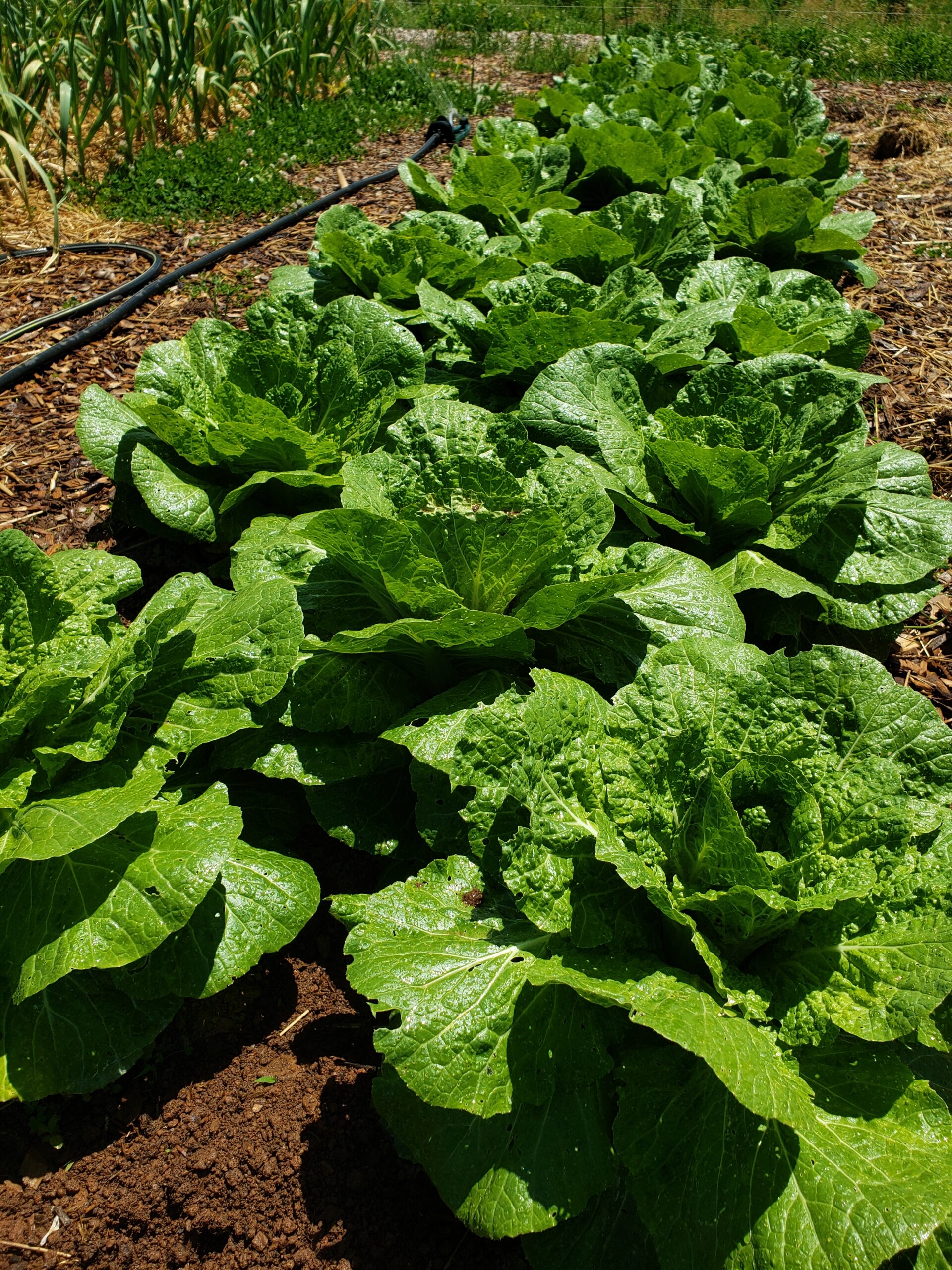 The market garden in full production