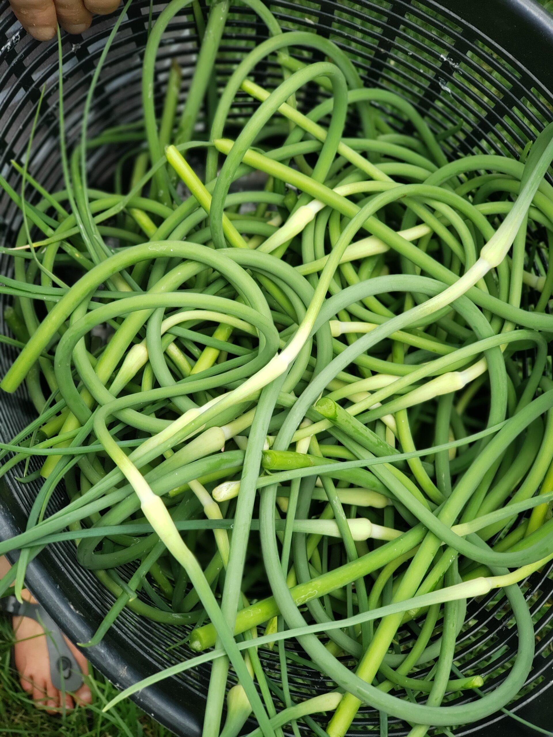Garlic scape harvest
