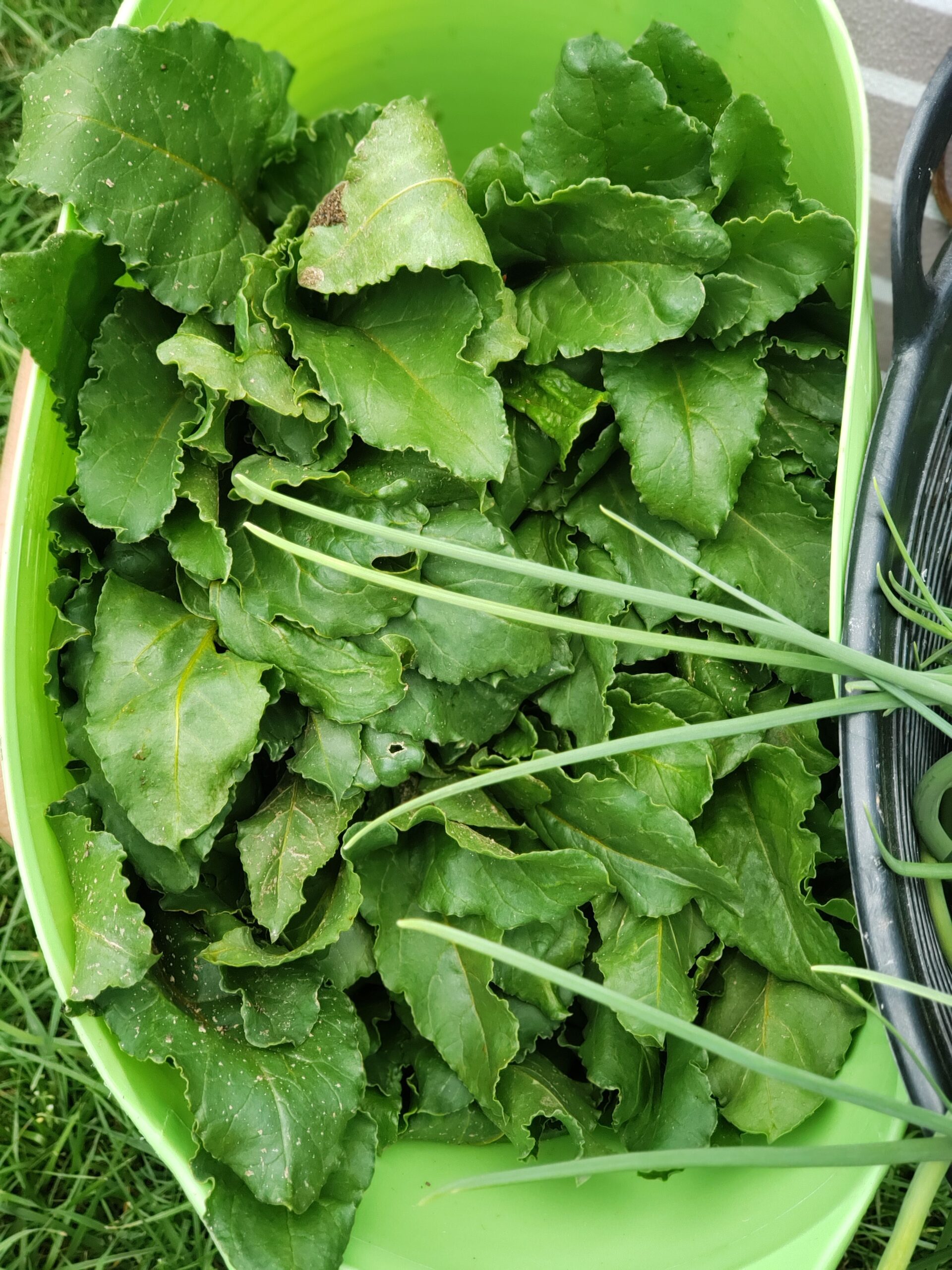 Morning greens harvest