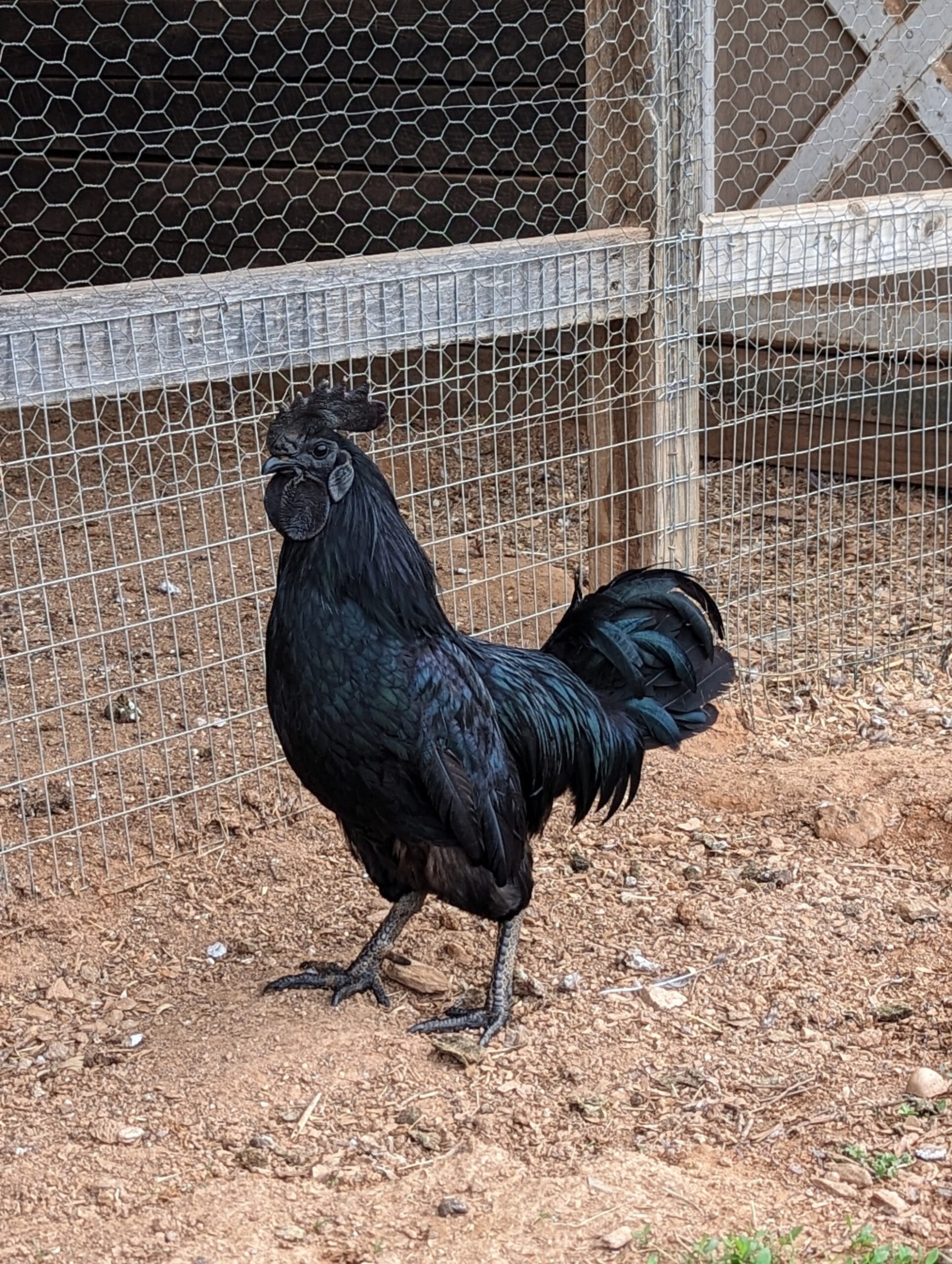 Ayam Cemani rooster at Bluebird Farmstead