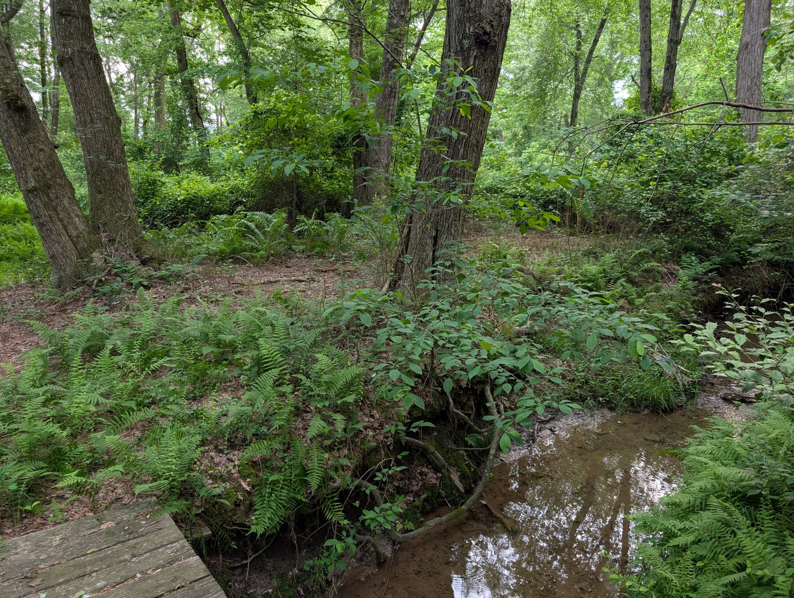 Riparian stream buffer