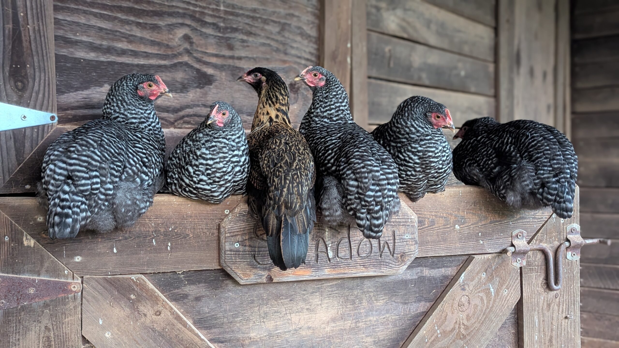 Young hens on barn door