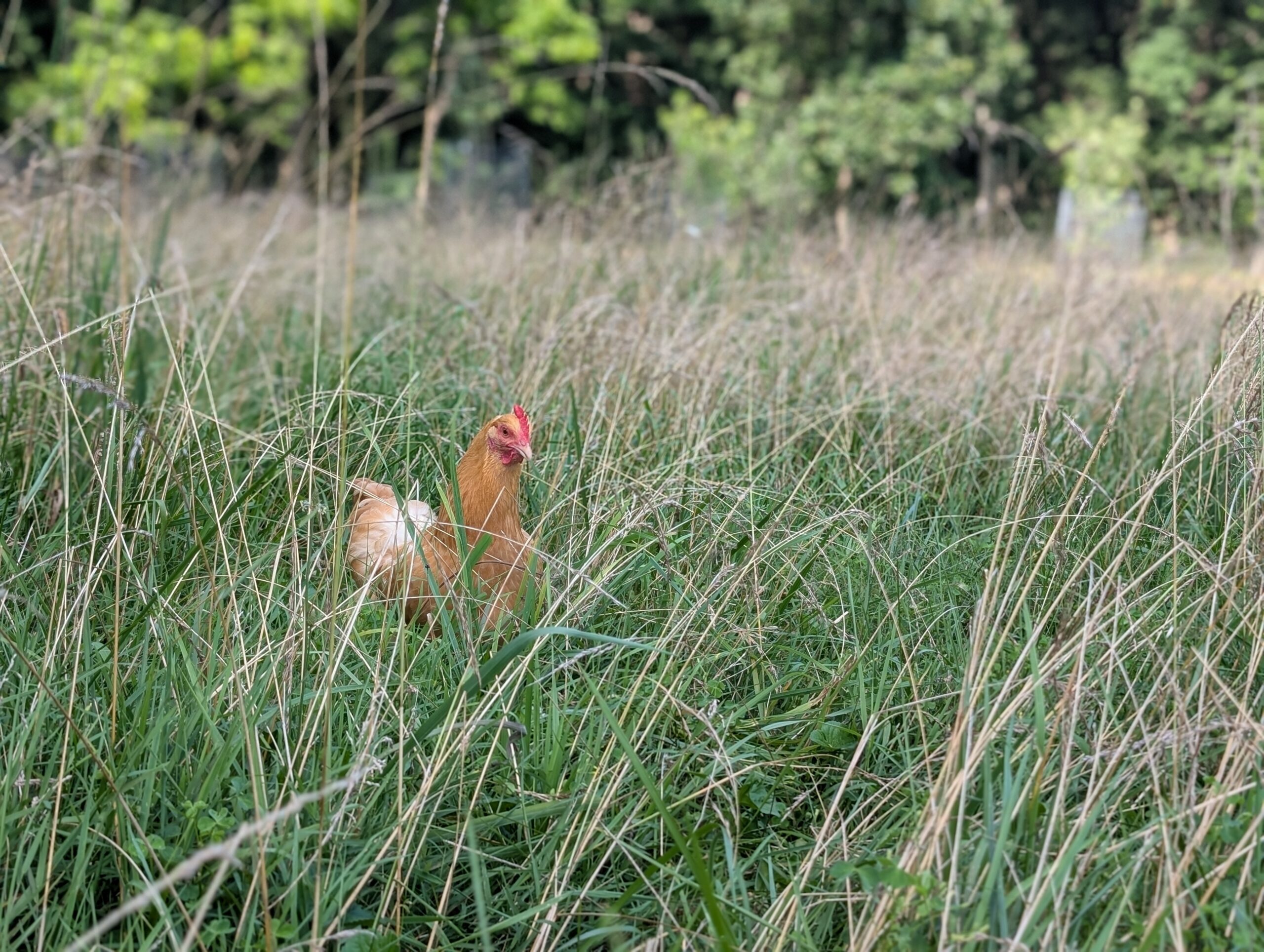 Free-range hen in native meadow grass