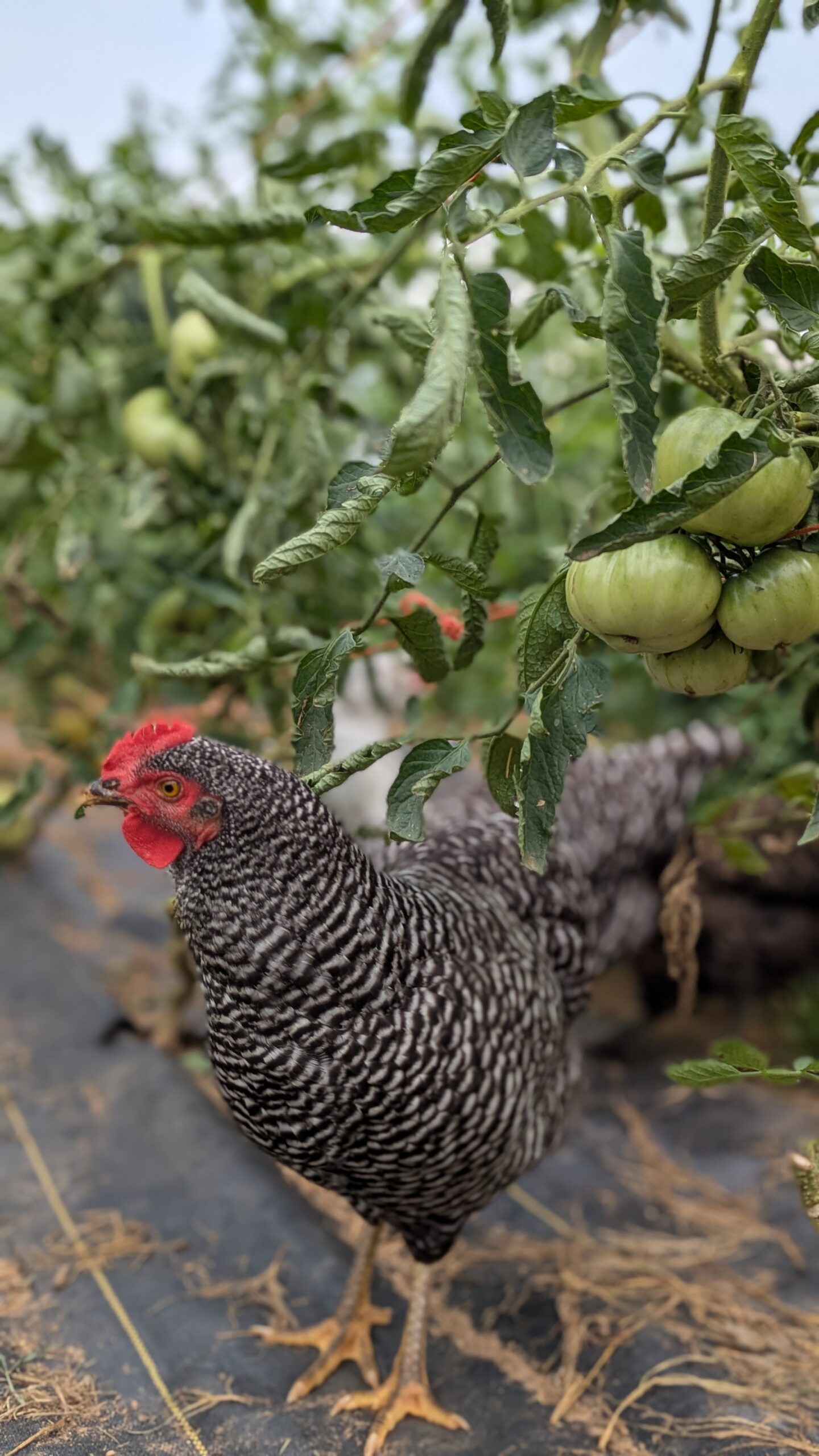 Barred Rock hen in the tomato garden
