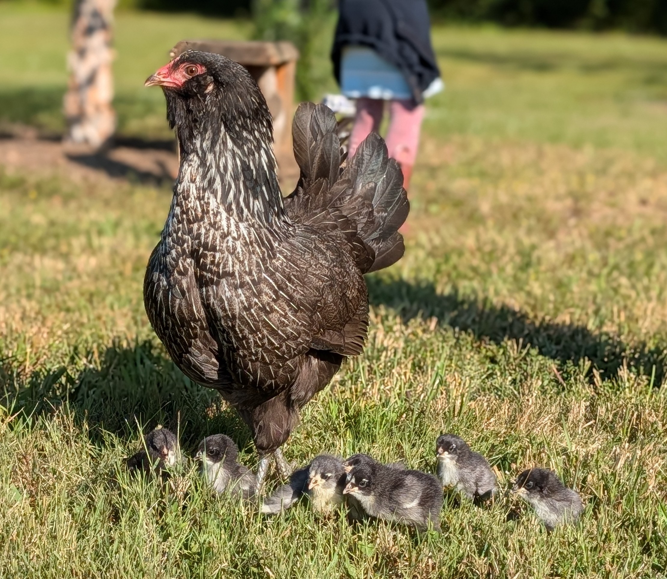 Hen with chicks at Bluebird Farmstead