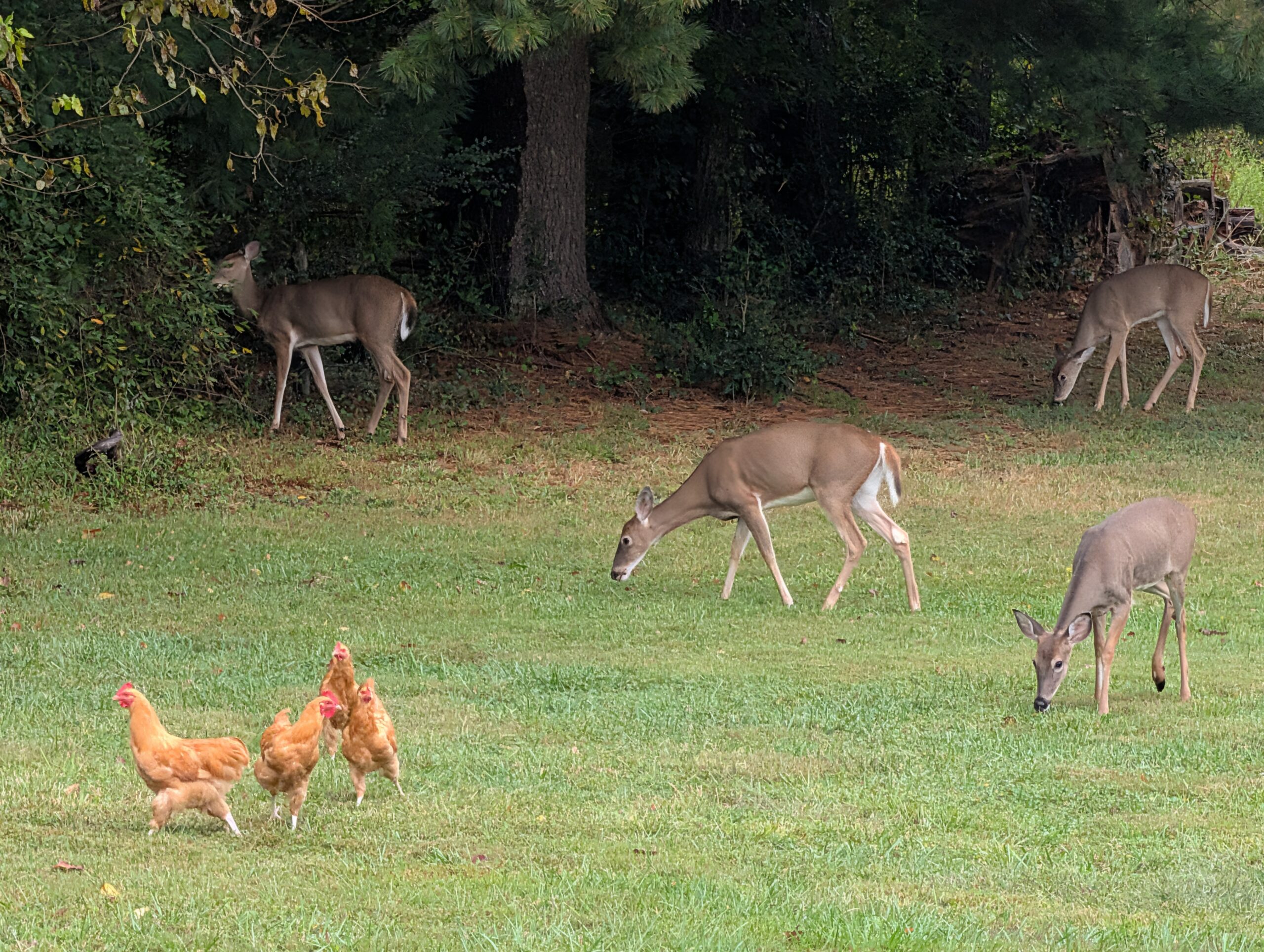 Free-range hens and deer sharing the pasture at Bluebird Farmstead