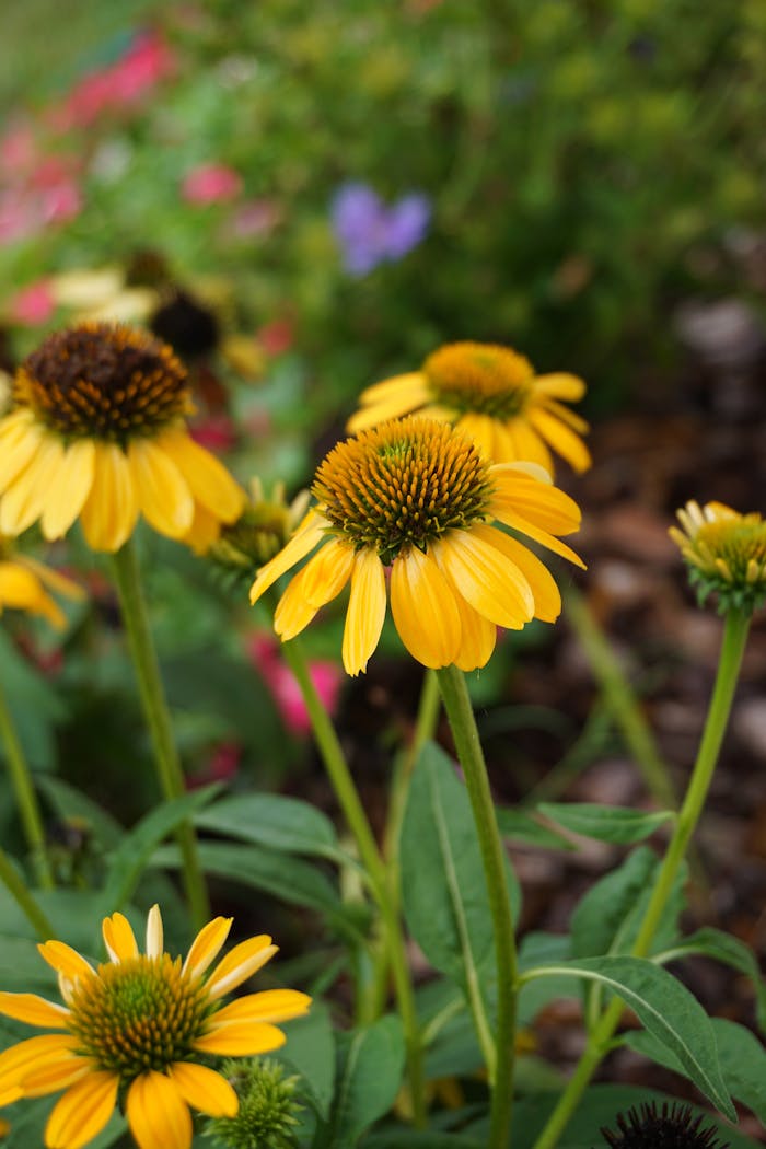 Macro shot of vibrant yellow coneflowers blooming in a garden, showcasing nature's beauty.
